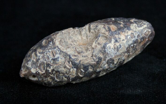 Agatized Pinecone From Morocco - Eocene #1690
